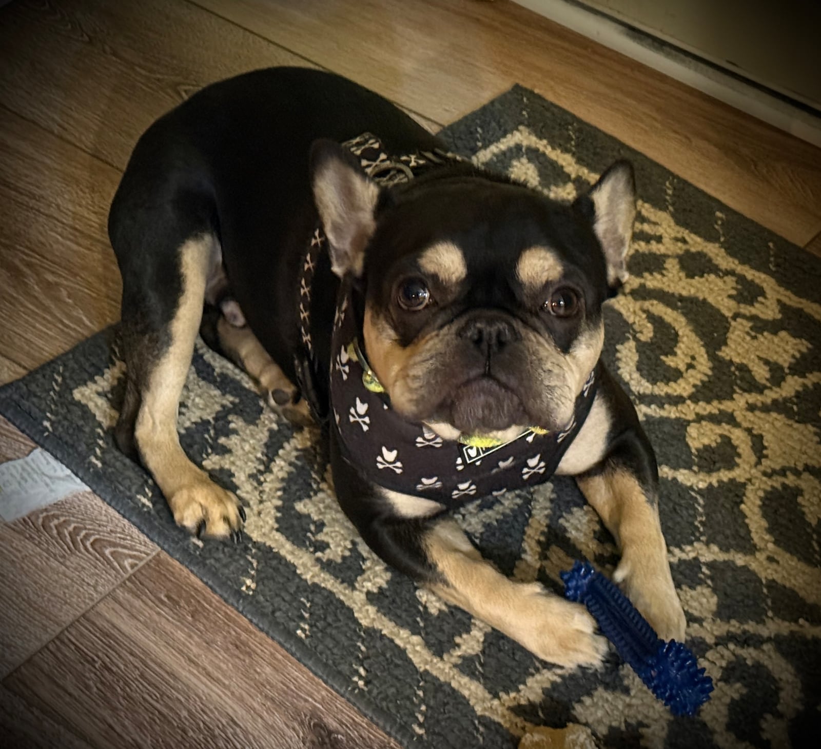 The name of the bakery is a tribute to the five French bulldogs he has had growing up. Owner Patrick Parin currently has two, Jules (pictured) and Beatrix (CONTRIBUTED PHOTO).