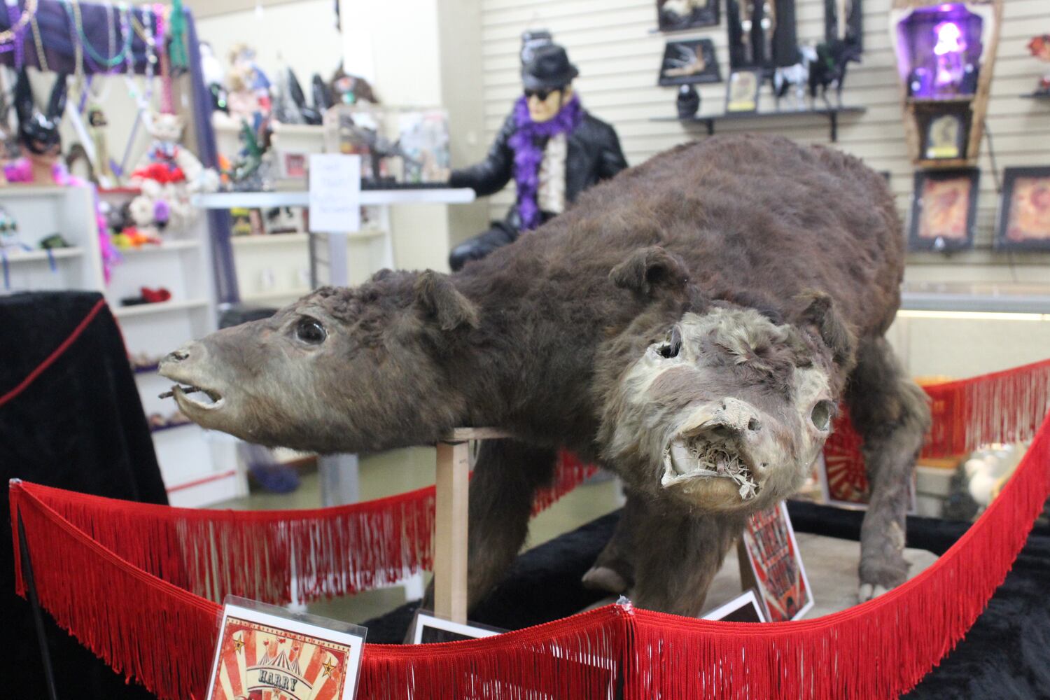 Photos: The Secret Chamber  House of Oddities and Art
