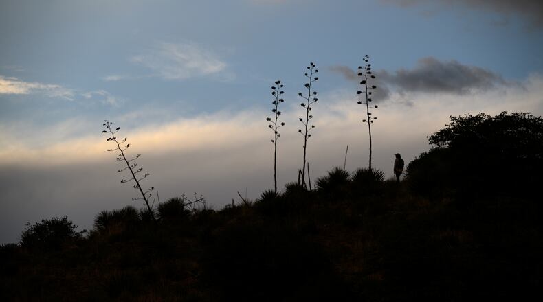 This photo provided by Bat Conservation International shows Rachel Burke, Agave Restoration Coordinator with the group, surveying for flowering and fruiting agave plants in the Burro Mountain area of the Gila National Forest, N.M., on Sept. 6, 2025. (Will Sardinsky/Bat Conservation International via AP)