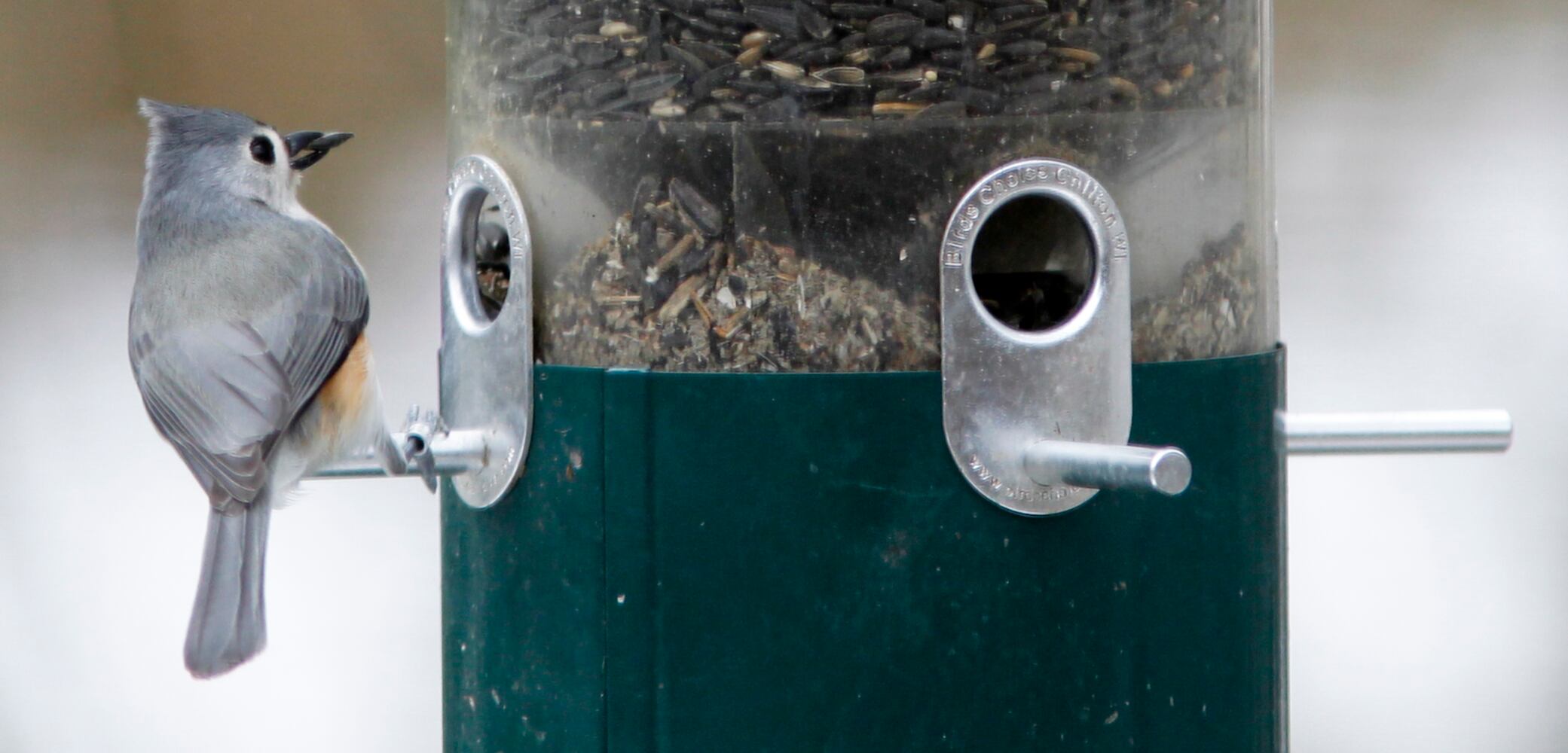 Project Feeder Watch