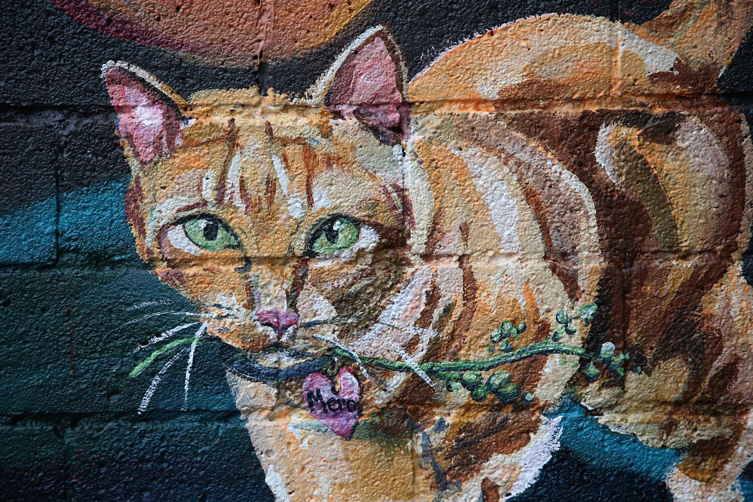 PHOTOS: Your fancy felines are subject of new downtown mural