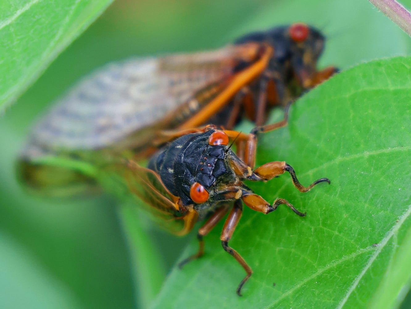 Cicadas Morris Reserve 060625 DDN