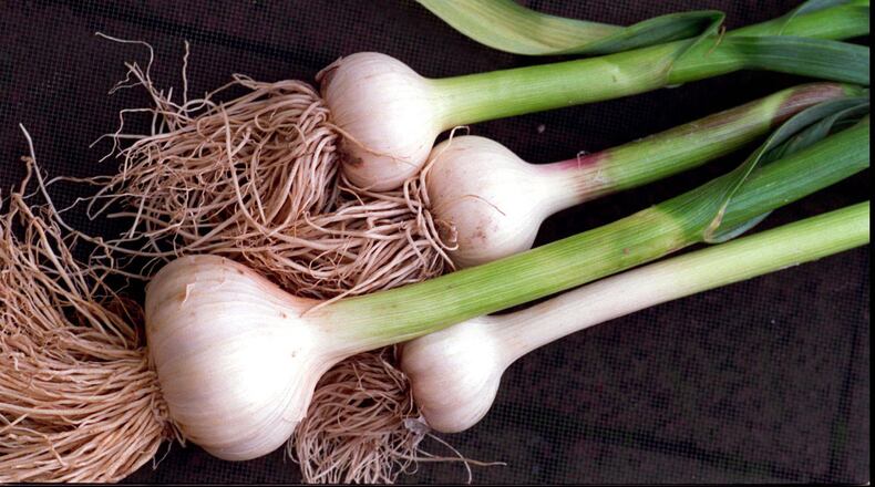Not only do garlic, onions and leeks require little room to provide plenty for a family, they also are easy to grow - if you prepare the soil first. (Jonathan Wilson/Philadelphia Inquirer/MCT)