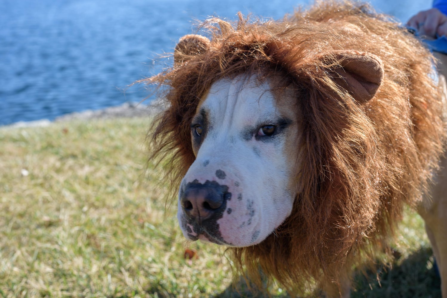 PHOTOS: Did we spot you and your dog at Wag-O-Ween at the Kettering Recreation Center?