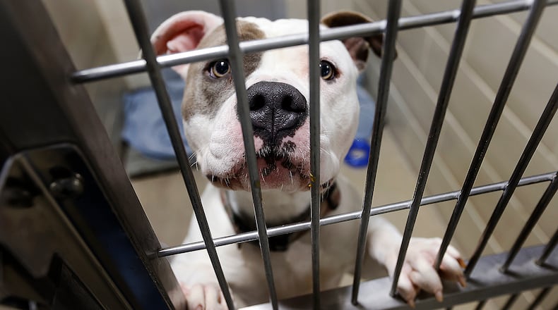 Riley, is a 1-year-old female Pit Bull, waiting for a home at the Animal Resource Center located at 6790 Webster St. in Dayton. MARSHALL GORBY\STAFF