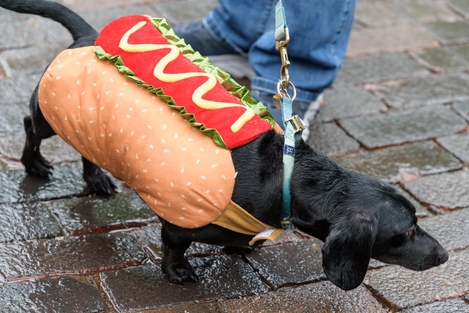 PHOTOS: 2025 Derby Day wiener dog races in the Oregon District