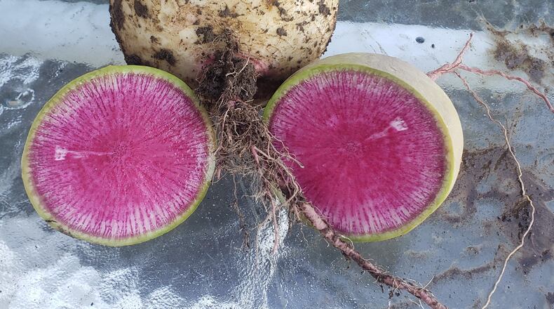 Watermelon radish is one of my favorite early spring vegetables to grow.