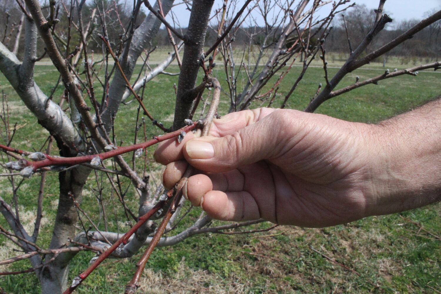Photos: Monnin’s Fruit Farm getting ready for 58th season