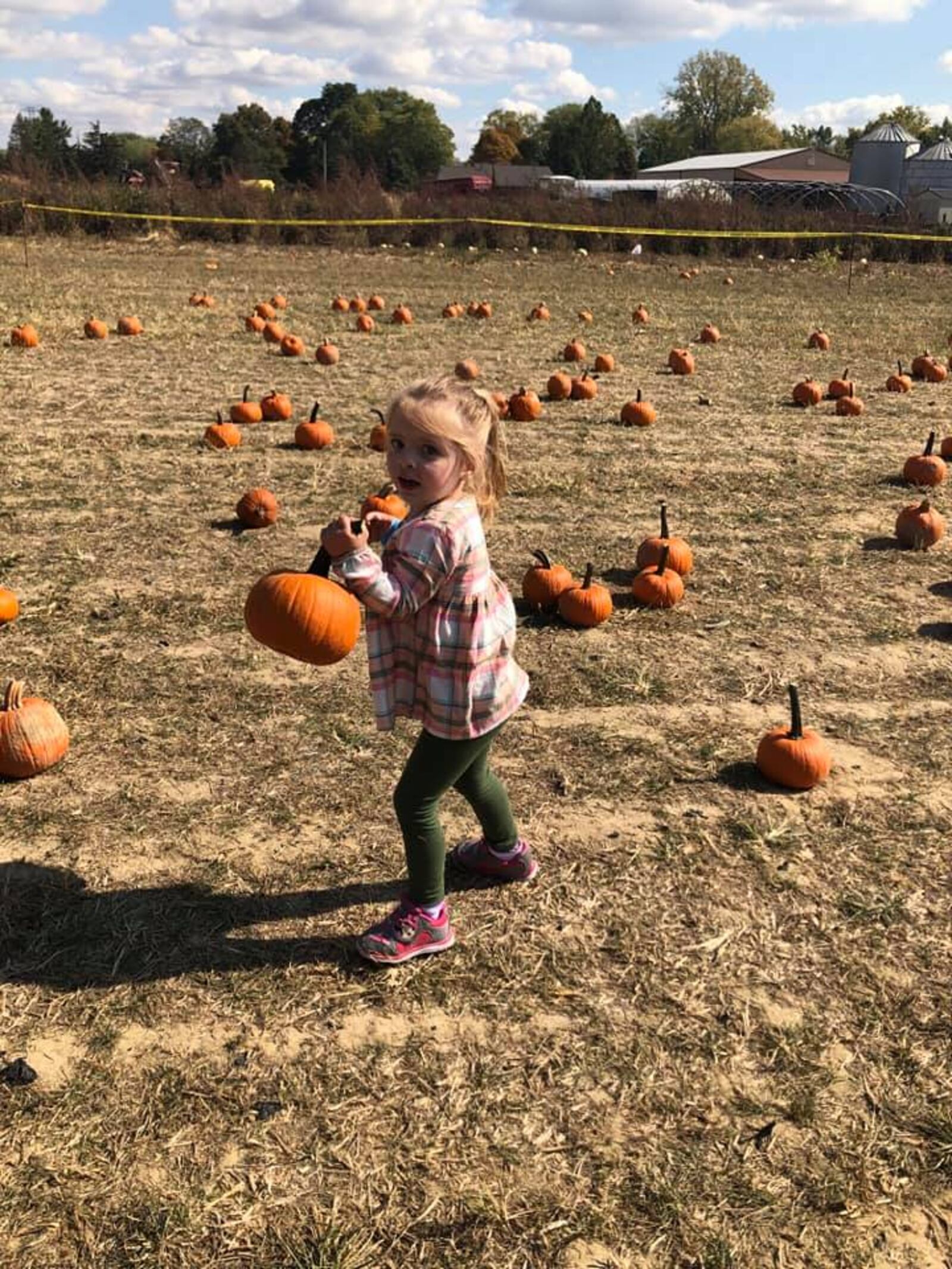 The pumpkin patch at the Lucas Bros. Fall Fest.