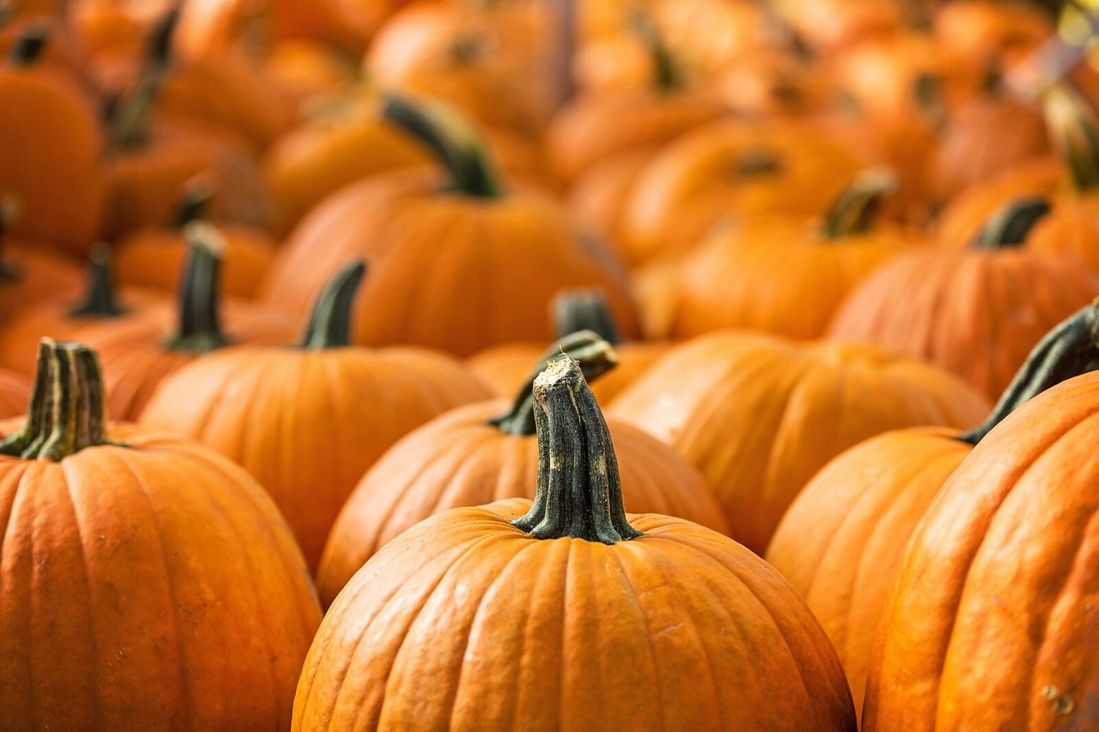 Visit the Bedner’s Farm Fresh Market pumpkin patch at their Fall Festival. shutterstock.com