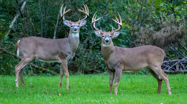 Ohio's white-tailed deer archery season begins Sept. 27. iSTOCK/COX