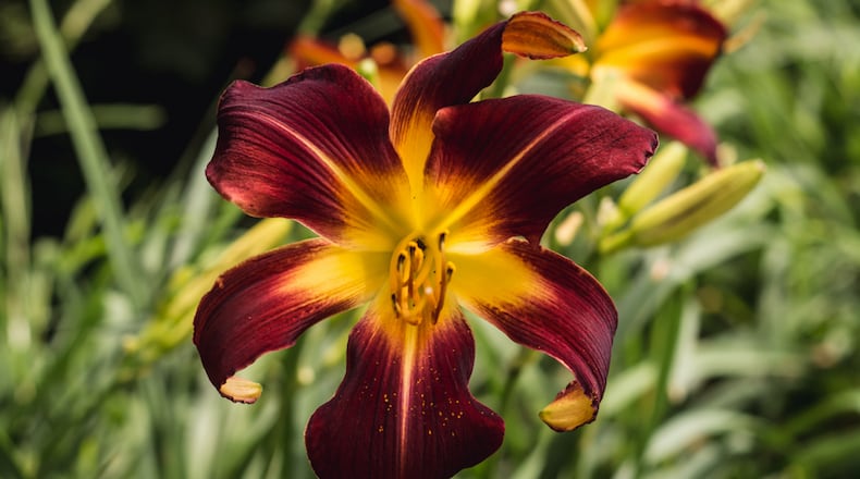 Thousands of lilies in full bloom fill garden beds with a multitude of colors at Lilyfest in the Hocking Hills region. Visitors can tour the gardens by walking on grass and gravel paths that are shaded by the surrounding woods. Photo by Elizabeth Nihiser.