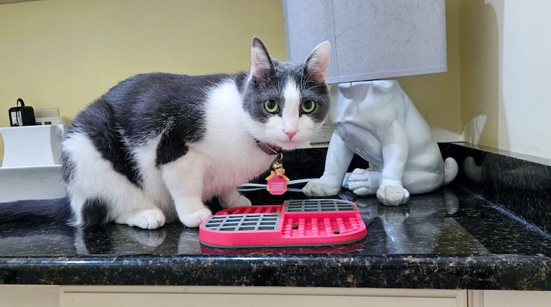 Pip is seen eating his dinner off his food mat. CONTRIBUTED