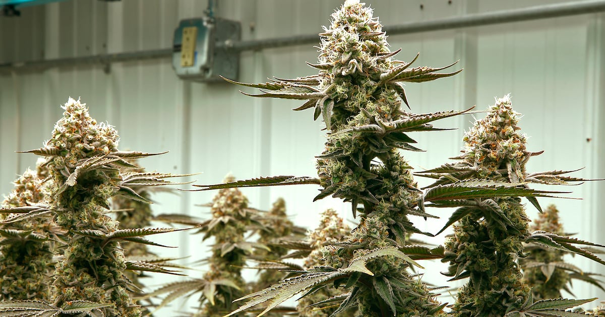 Ohio Senate votes to change how drivers are tested for marijuana-related OVIs