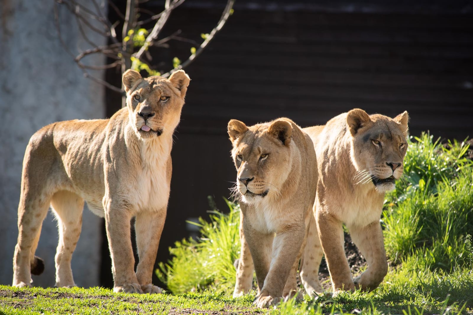 The Columbus Zoo and Aquarium is offering free admission for moms Sunday, May 9 for Mother's Day.