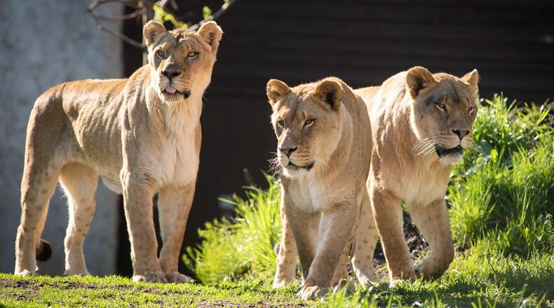 The Columbus Zoo and Aquarium is no longer requiring masks outdoors.