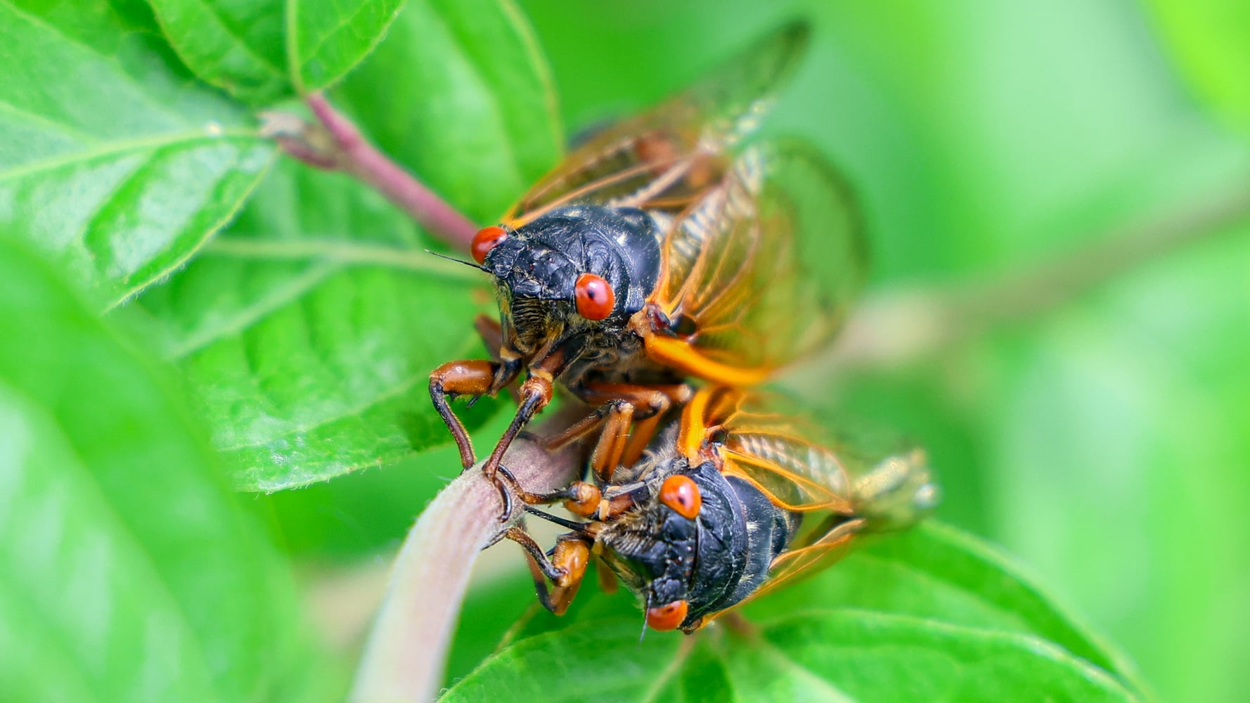 Cicadas Morris Reserve 060625 DDN