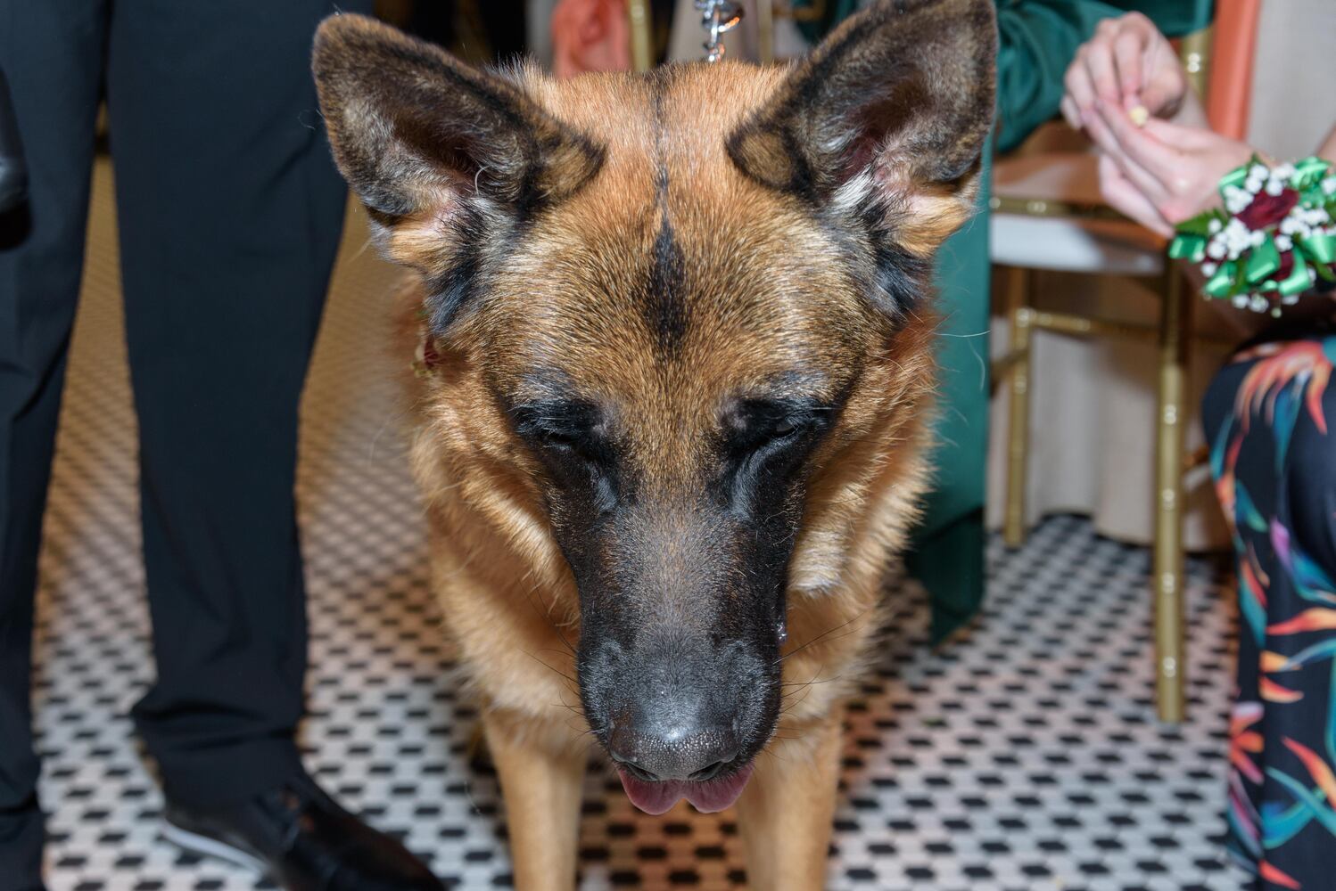 PHOTOS: Did we spot you at the Pet Afflaire Gala at the Dayton Arcade?