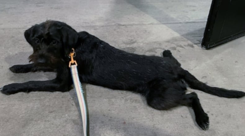 Carl the "wonder pooch" demonstrating what "splooting” looks like. JORDAN BLAKE/CONTRIBUTOR
