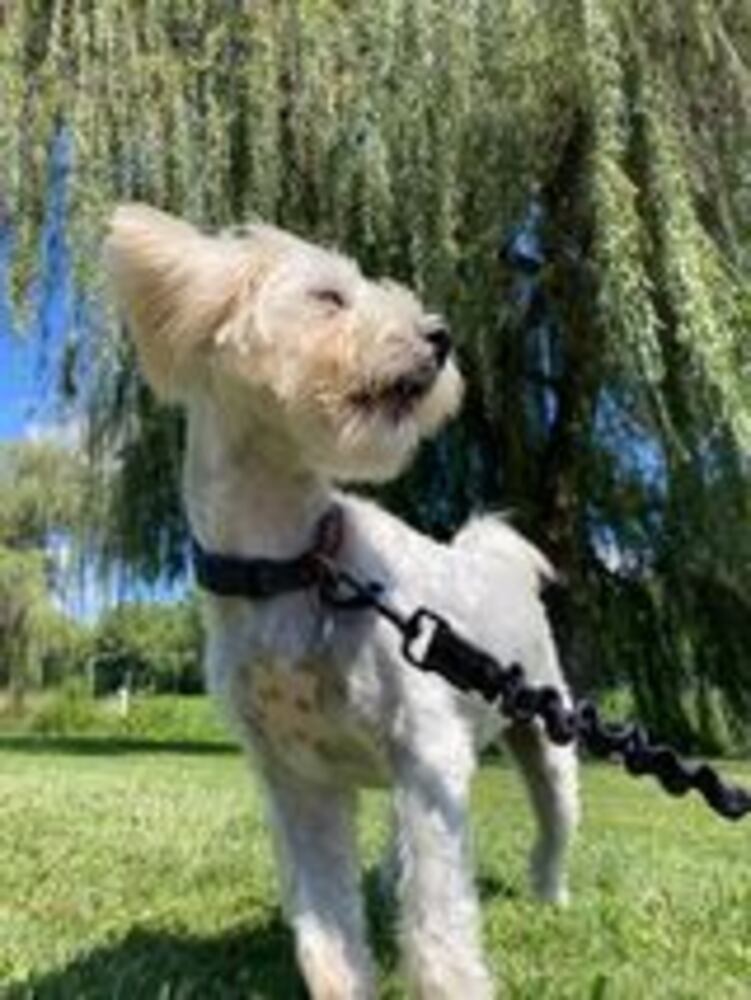 National Dog Day in the Miami Valley
