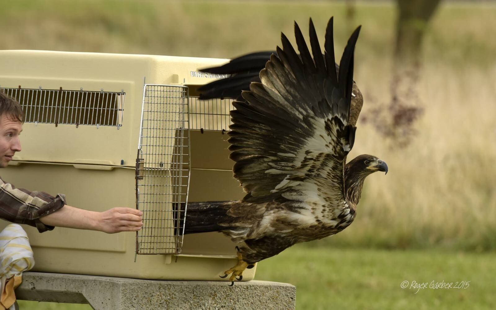 Kyle Wosner of the Glen Helen Raptor Center releases an 8-month-old juvenile American Bald Eagle at Eastwood Lake in Eastwood MetroPark. The bird was rehabilitated by the center after it was found severely malnourished in a field near the Wegerzyn Gardens. ROGER GARBER/CONTRIBUTED