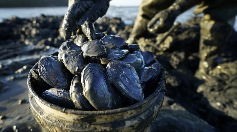 Clams are placed into a bucket by digger Mike Soule, Friday, Sept. 4, 2020, in Freeport, Maine. America's industry for the wild harvesting of softshell clams is located almost entirely in Maine and Massachusetts. (AP Photo/Robert F. Bukaty)
