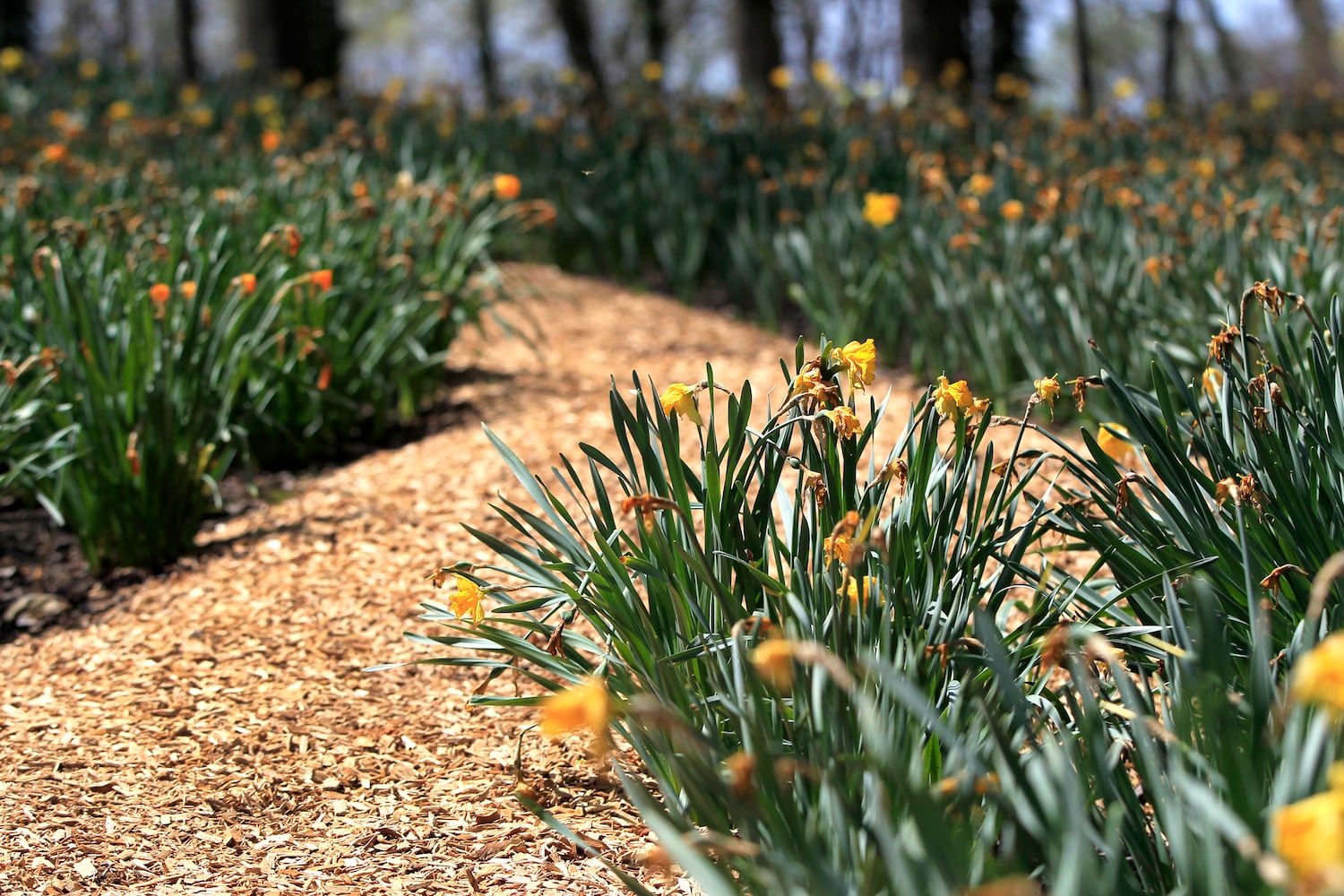 PHOTOS: Tens of thousands of daffodils on display in Oakwood