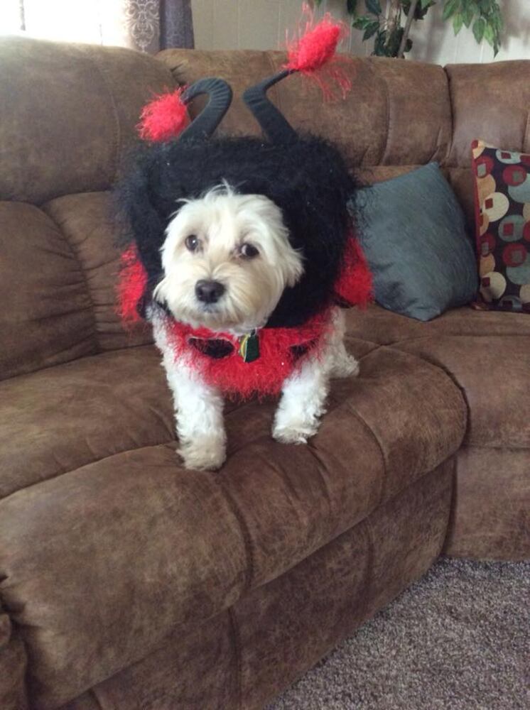 PHOTOS: Local pets ready for Halloween