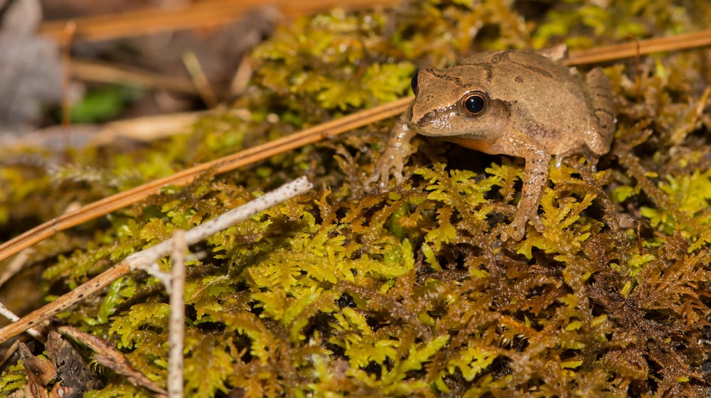 A Northern Spring Peeper crawling over a bed of moss. iSTOCK/COX