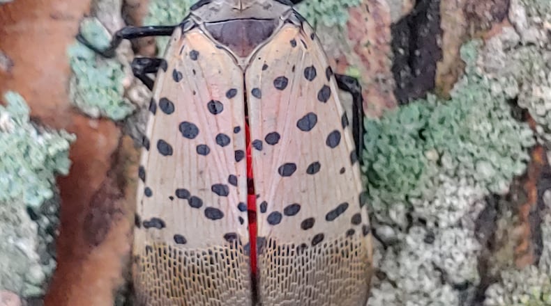 Close up of an adult spotted lanternfly