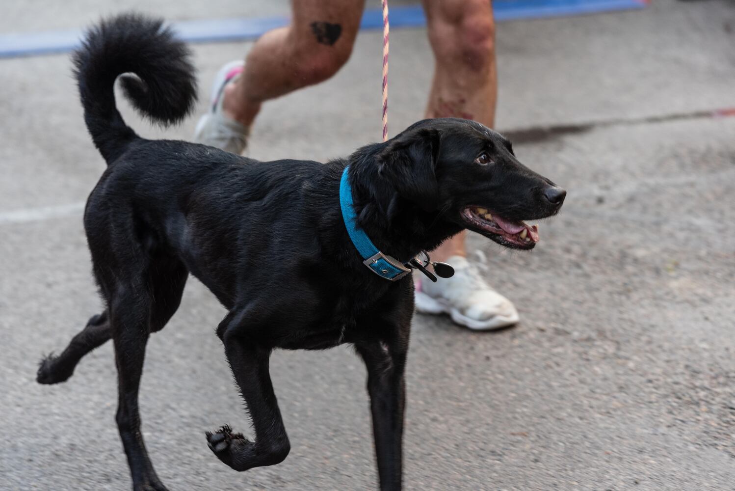 PHOTOS: Did we spot you at the Furry Skurry 5K at Stubbs Park in Centerville?