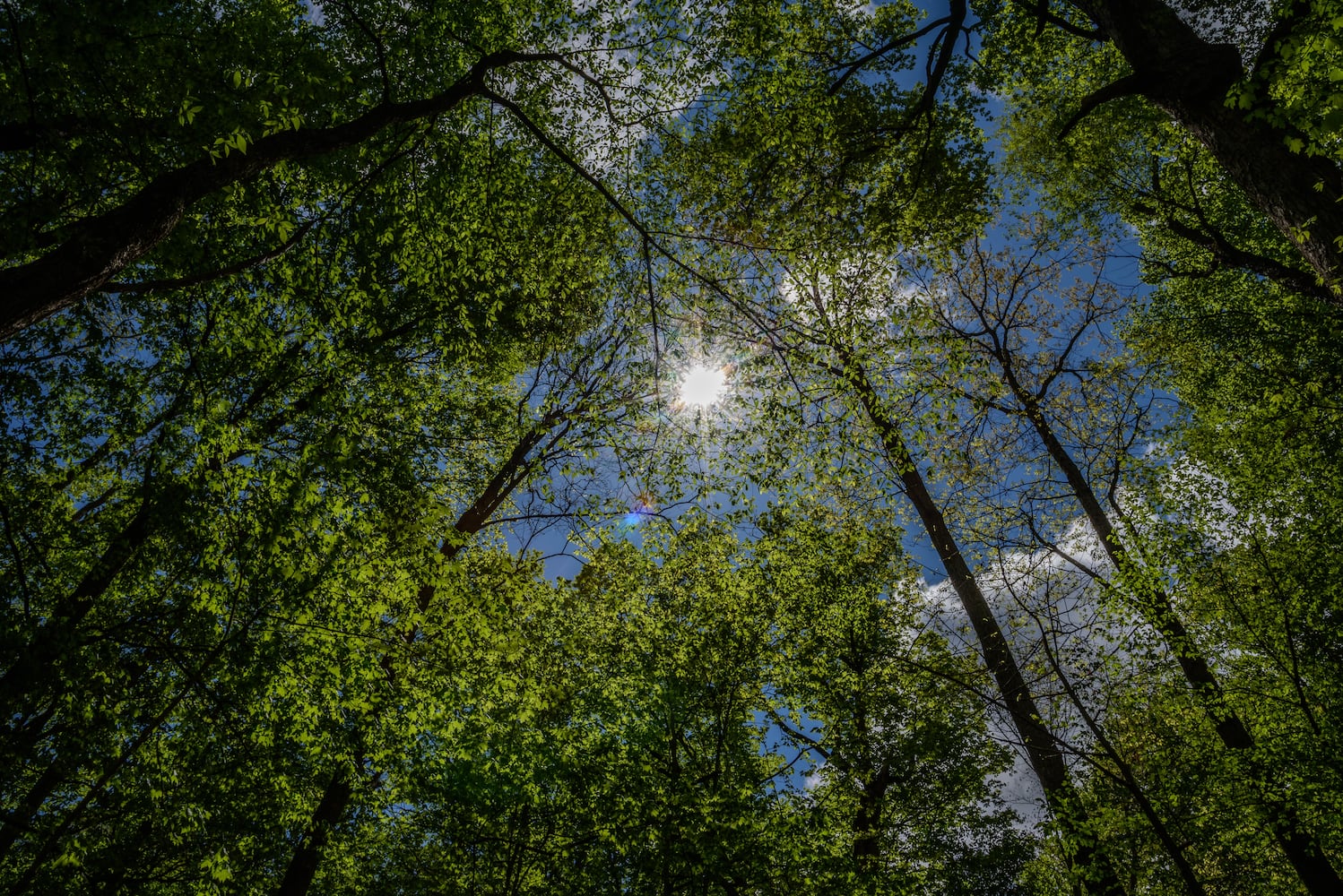 PHOTOS: Gorgeous Aullwood Garden is in full bloom