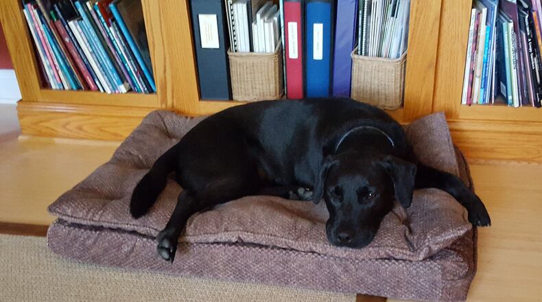 Teddy waiting for his fearless leader to be done working. KARIN SPICER