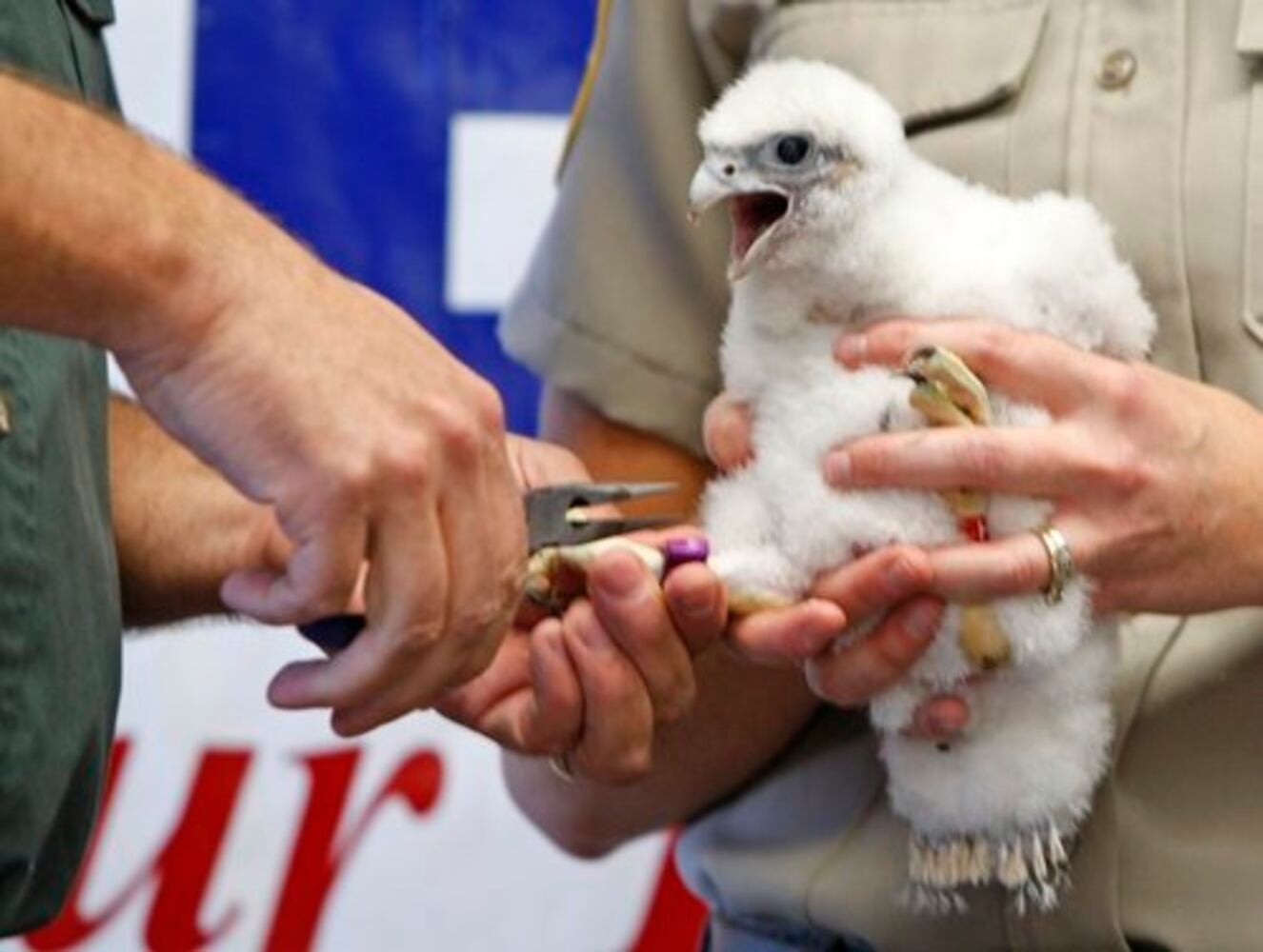 Peregrine Falcoln chicks get leg bands