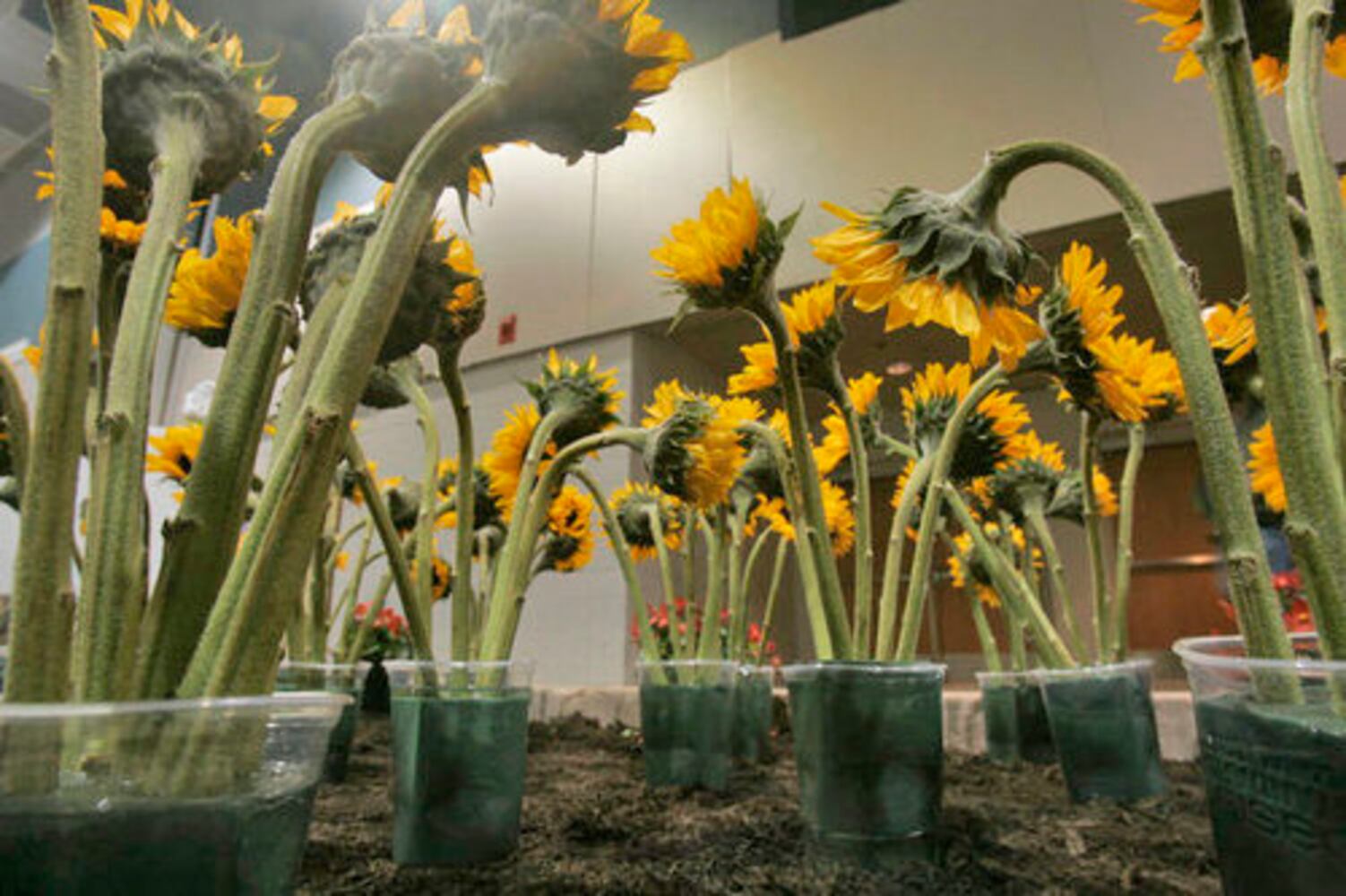 Dayton Home & Garden Show