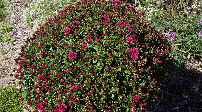 Hydrangeas are a good indicator plant for dry soil.  Notice the wilting leaves. CONTRIBUTED