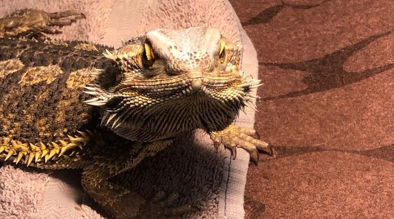 Reptar, a bearded dragon abandoned at the Humane Society of Greater Dayton, is now available for adoption.