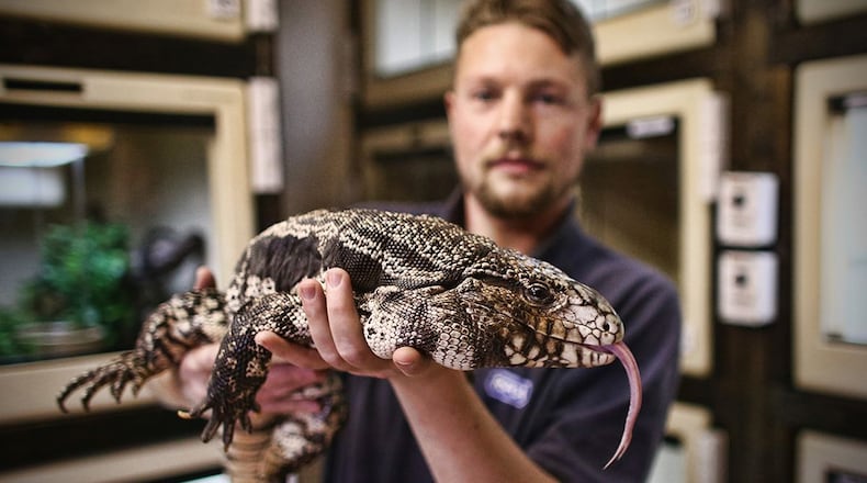 Reptile Rescue Coordinator Tom Bunsell handles an Argentine black and white tegu at the Royal Society for the Prevention of Cruelty to Animals (RSPCA) reptile rescue centre on May 29, 2015 in Brighton, England. (Carl Court/Getty Images)
