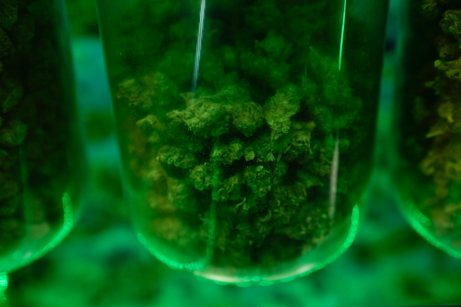 FILE - Cannabis is displayed for customers at the Marijuana Paradise on Friday, April 19, 2024, in Portland, Ore. (AP Photo/Jenny Kane, File)