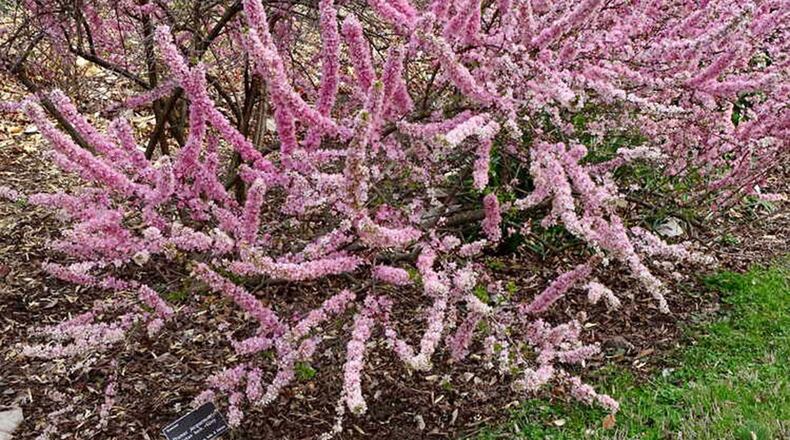 The Afghan cherry has a bush habit and can reach 6 to 10 feet tall. (Photo Courtesy of J.C.Raulston Arboretum).