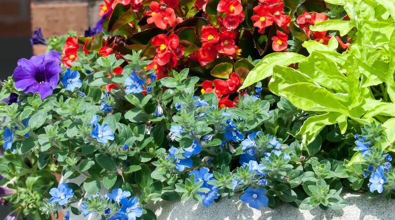 Blue My Mind evolvulus and offers a rare blue color than stand out with the this Gold Mound duranta red begonia. (Norman Winter/TNS)