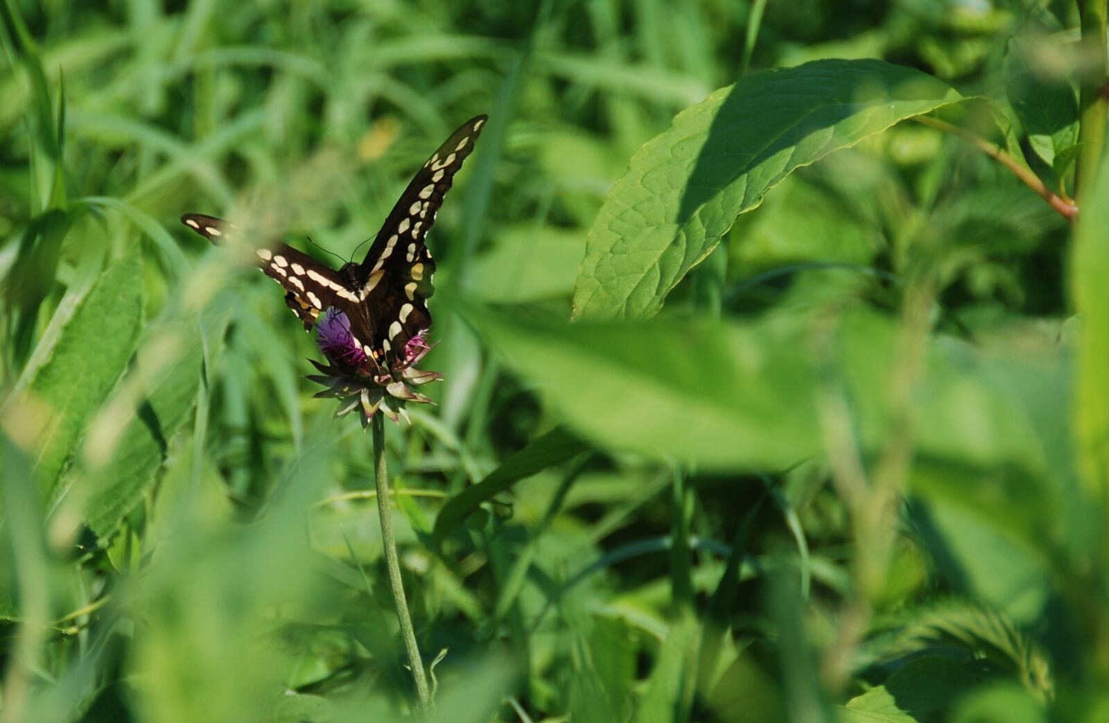 Giant Swallowtail Butterfly. Contributed by Five Rivers MetroParks