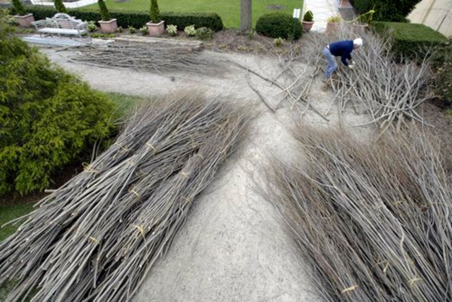 "Woven Wood" artist Patrick Dougherty