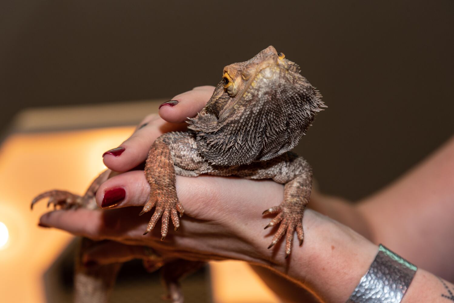 PHOTOS: Did we spot you at the Pet Afflaire Gala at the Dayton Arcade?