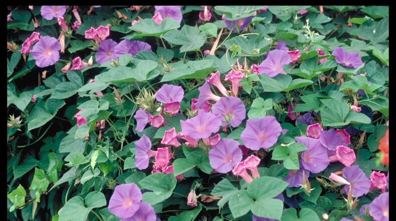 Purple flowers and rampant summer growth made morning glory a favorite of grandmother’s garden. (Maureen Gilmer/TNS)