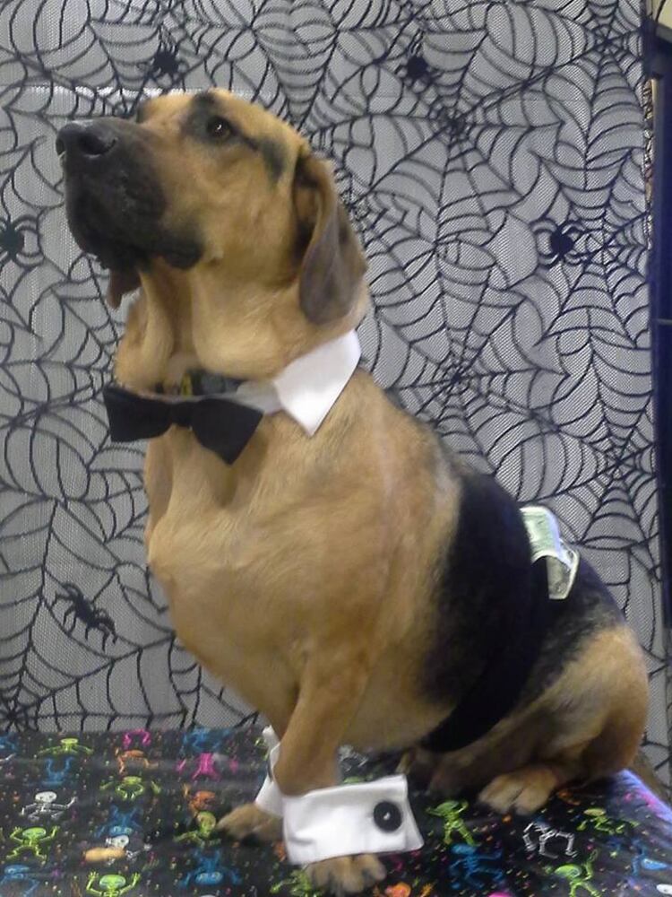 PHOTOS: Local pets ready for Halloween