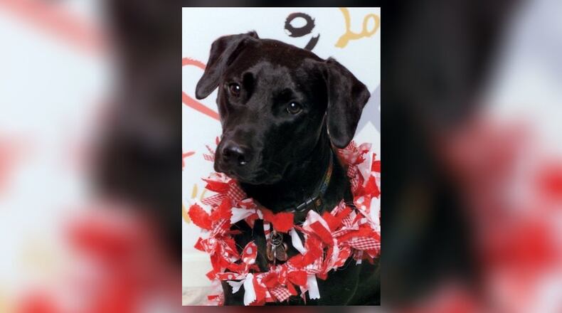 Teddy ready for Valentine’s Day. AMANDA EVANS