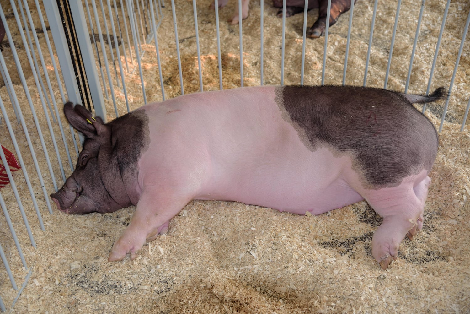 PHOTOS: Did we spot you at this year’s Montgomery County Fair?