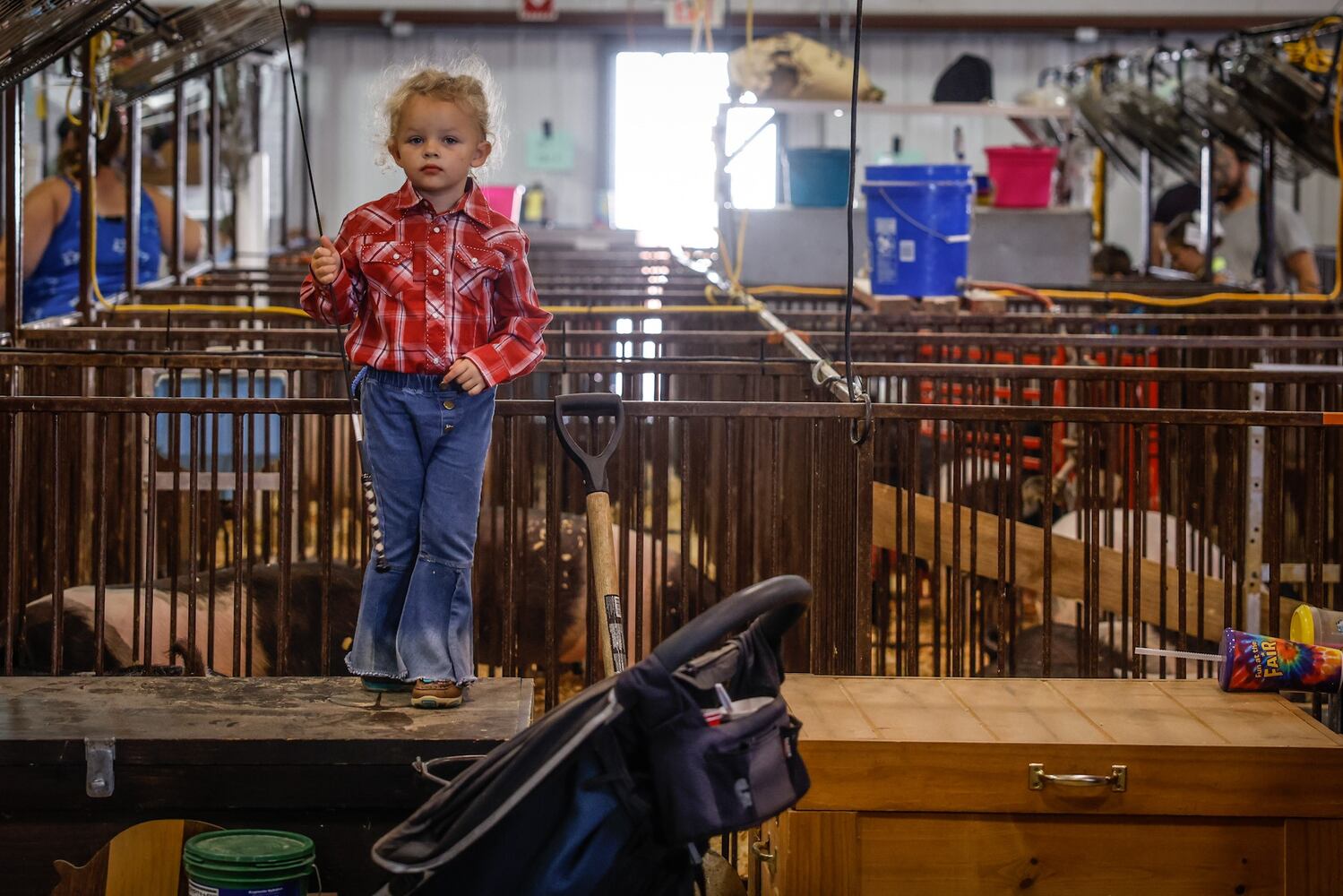 Greene County Fair Pee Wee Swine Showmanship