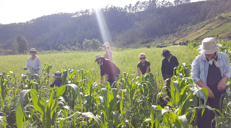 Master Gardener Volunteers in Panecillo, Ecuador, working on the three sisters crop, encouraging the beans to climb the corn.